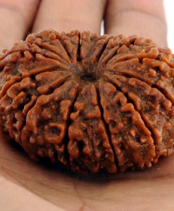 14 Mukhi Rudraksha