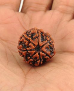 7 Mukhi Rudraksha